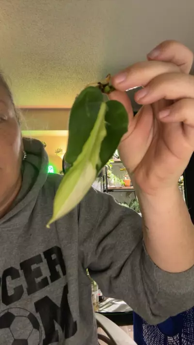 heat_pack/philodendron gabby-0-thumbnail