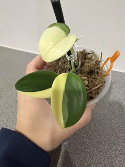 plant/Scindapsus Blue Albo-2-thumbnail