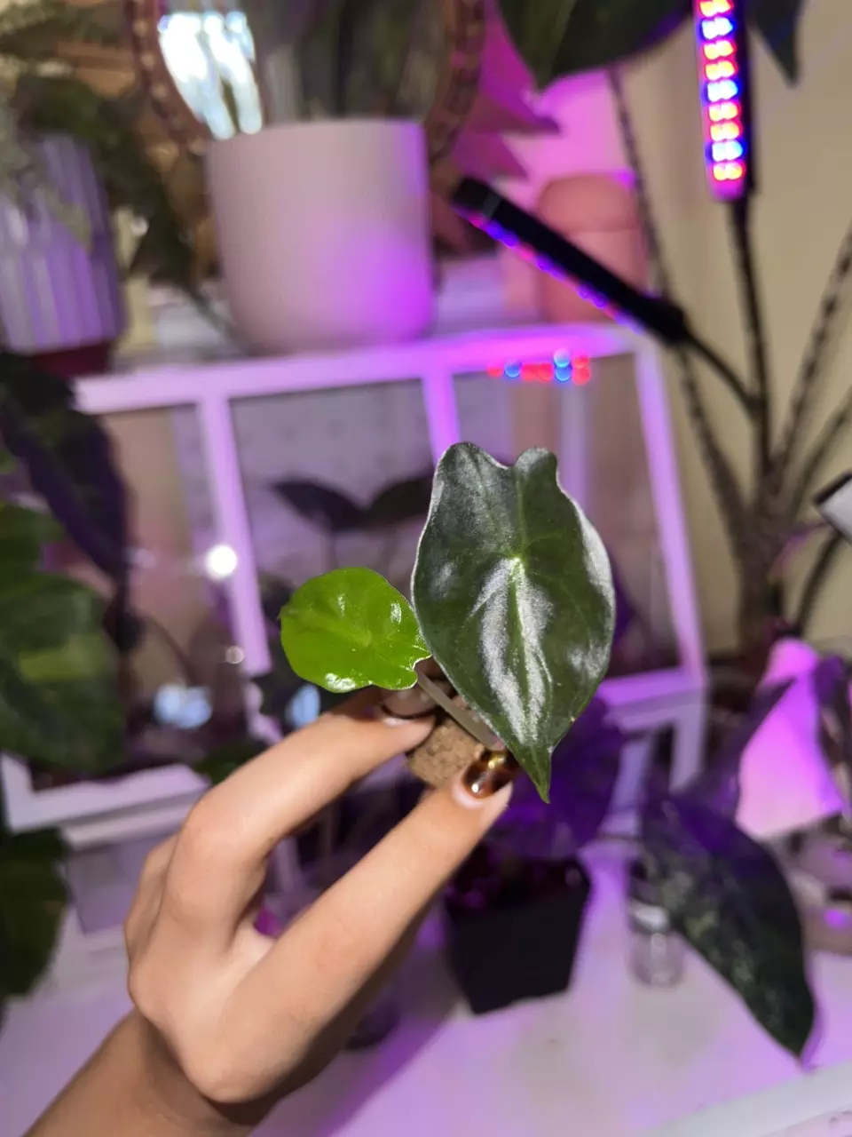 plant/💚Alocasia Venom Plug💚-2