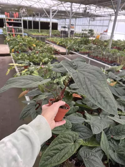 plant/Anthurium radicans 4” pot growers choice-6-thumbnail