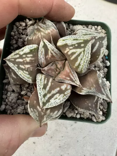 plant/Haworthia ‘Magic Lines’ GC-0-thumbnail