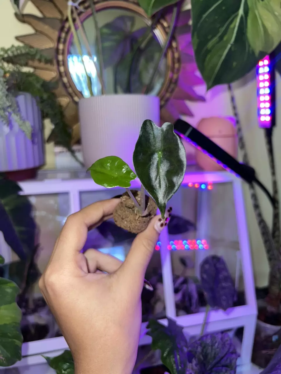 plant/💚Alocasia Venom Plug💚-0