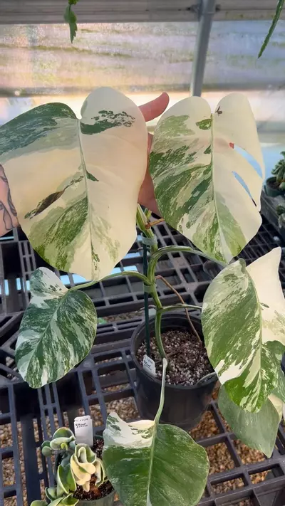 plant/PL1229: Monstera Albo + FREE Variegated Rope-0-thumbnail