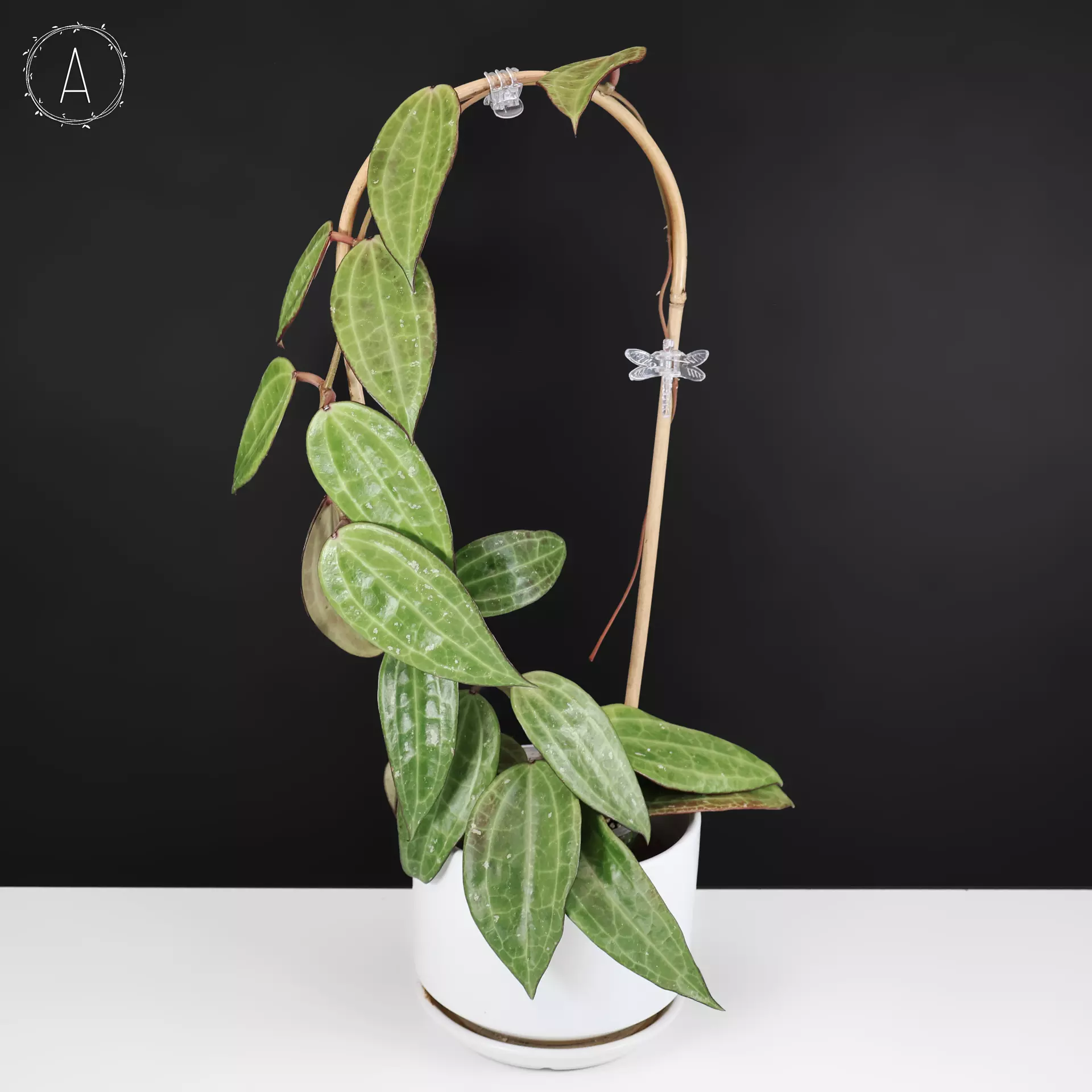 plant/Hoya Latifolia (Macrophyll) Polystachya-0