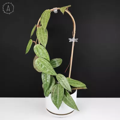 plant/Hoya Latifolia (Macrophyll) Polystachya-0-thumbnail