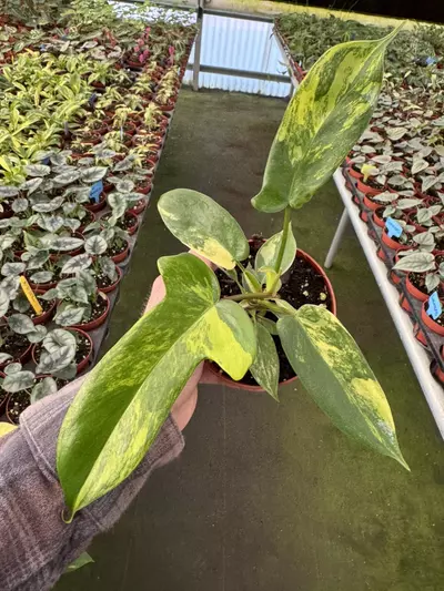 plant/Philodendron Florida beauty 4” pot growers choice-0-thumbnail