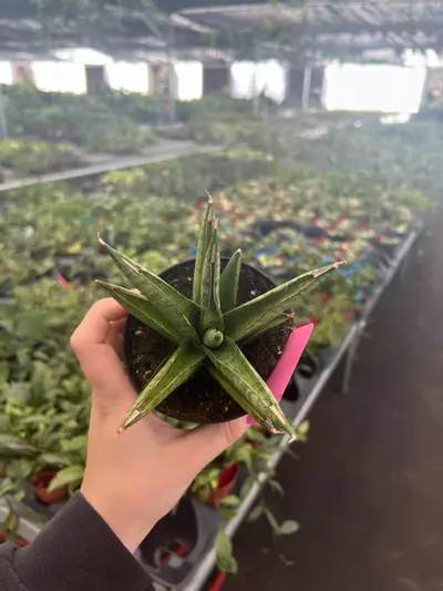 plant/Sansevieria Rockman 4" Pot Growers Choice-0-thumbnail