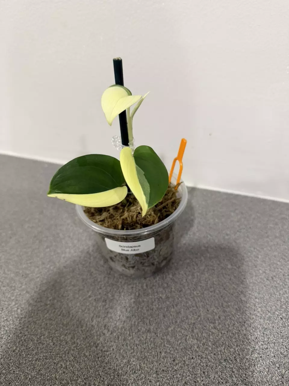 plant/Scindapsus Blue Albo-0