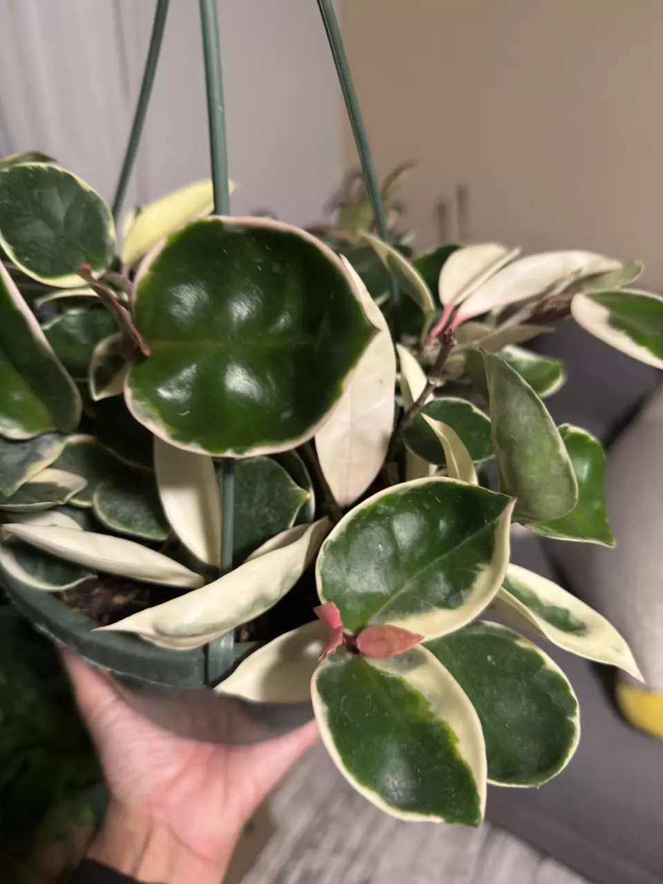 plant/8” HB Hoya Krimson Queen-2
