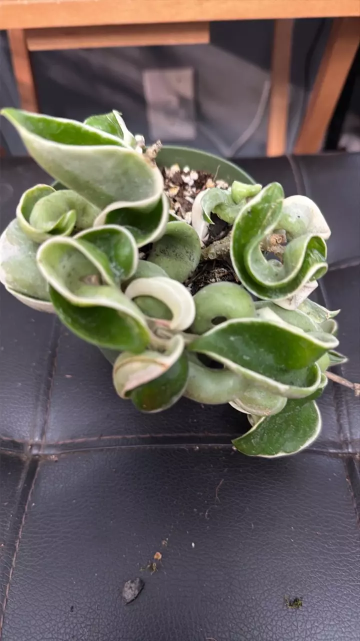 plant/VARIEGATED COMPACTA-0