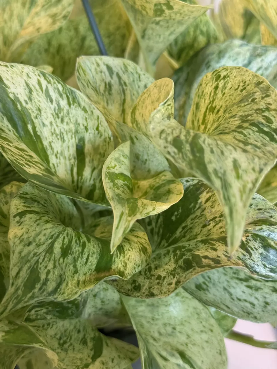 plant/8” HB Pothos Snow Queen-1