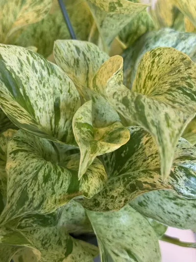 plant/8” HB Pothos Snow Queen-1-thumbnail