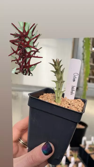 plant/Orbea baldratii-4-thumbnail