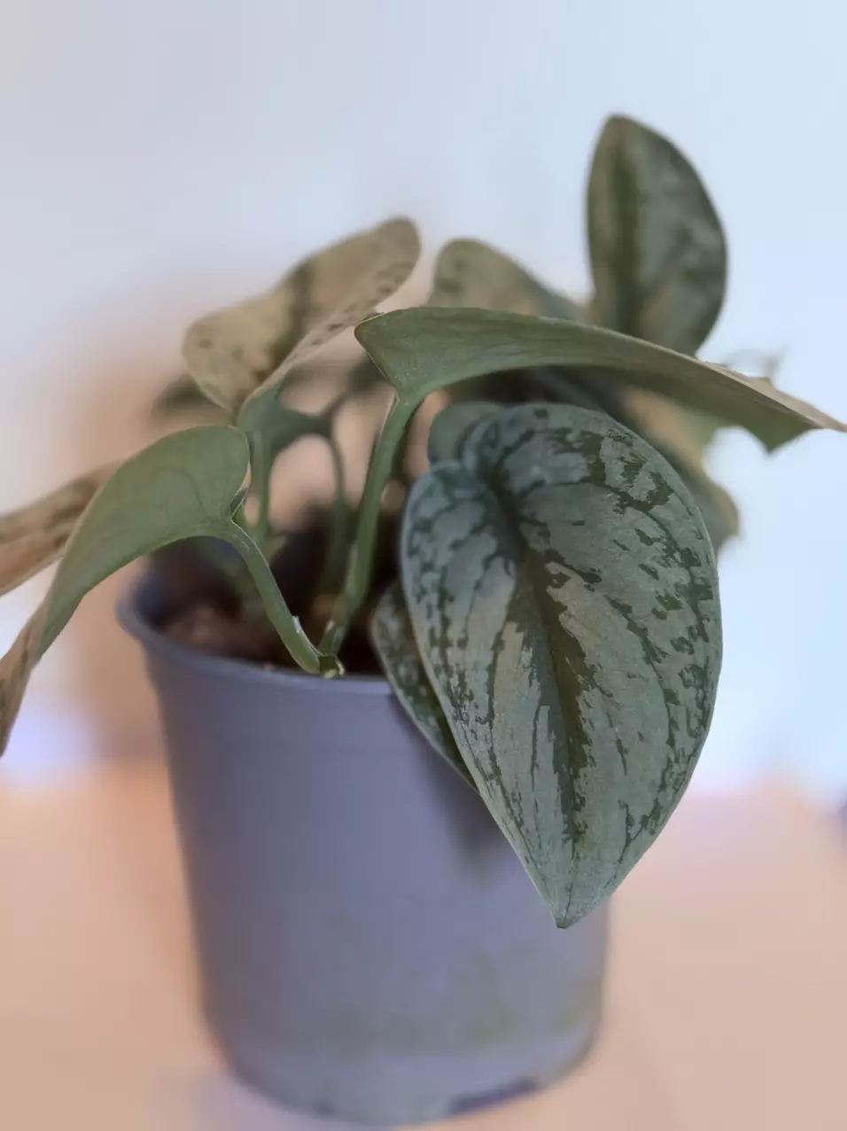 plant/Silver Satin-0