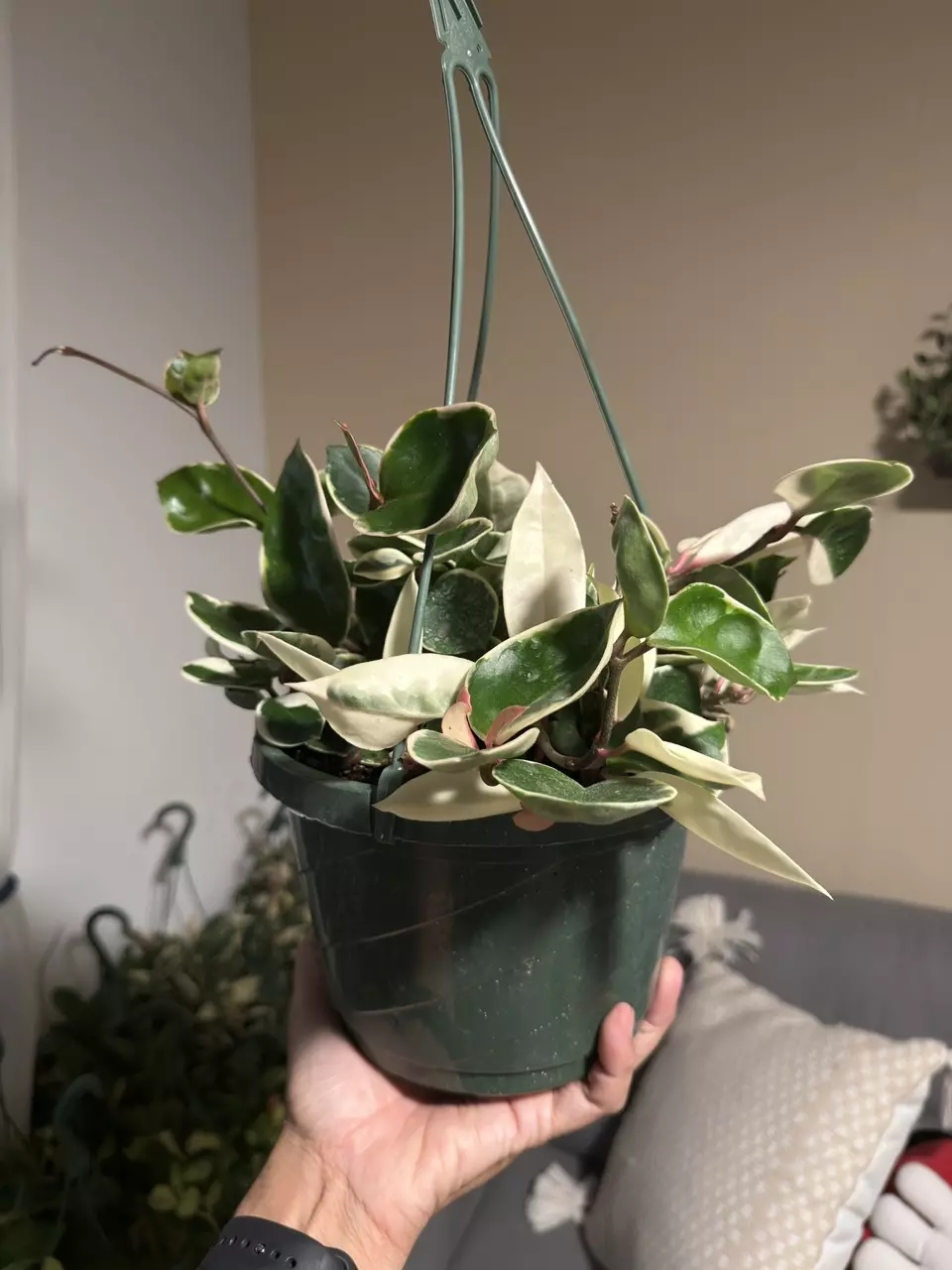 plant/8” HB Hoya Krimson Queen-0