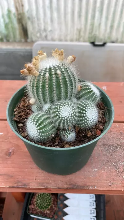 plant/Ps324 notocactus scopa-0-thumbnail