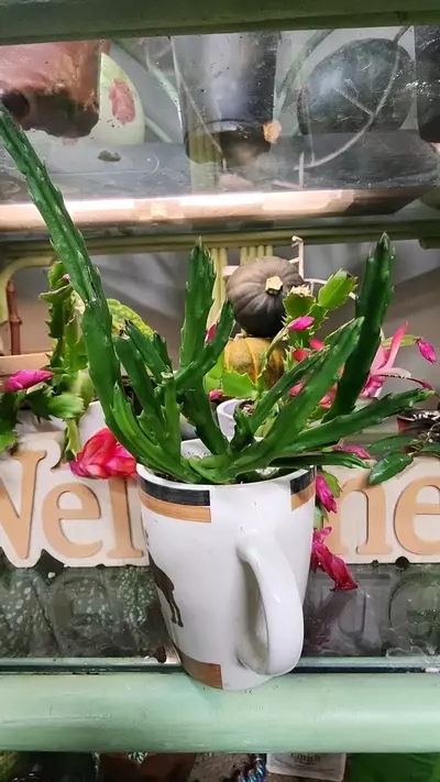 plant/Starfish cactus mug-1-thumbnail