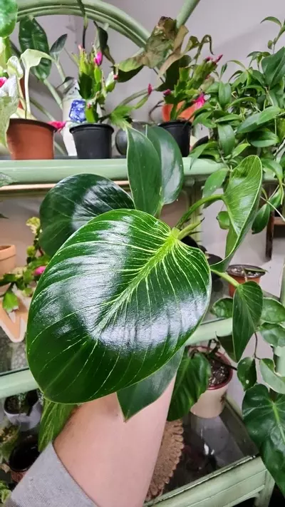 plant/Philodendron Birkin-1-thumbnail