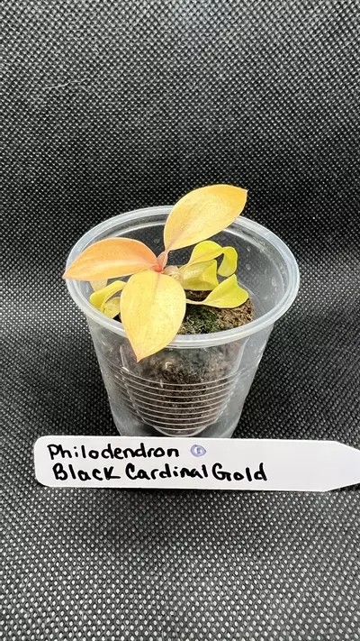 plant/Philodendron Black Cardinal Gold-0-thumbnail