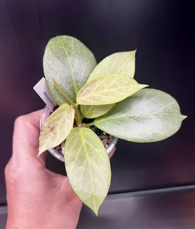 plant/Obscura *silver 🩶-1-thumbnail