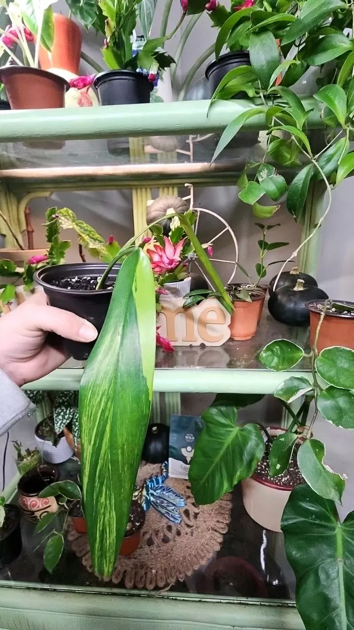 plant/Variegated amplissimum silver streak-1