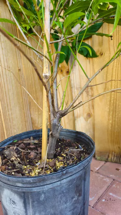 plant/Clerodendrum Smitinandii 3ft- Smithianium - Lightbulb - Winter Glory - Starburst-3-thumbnail