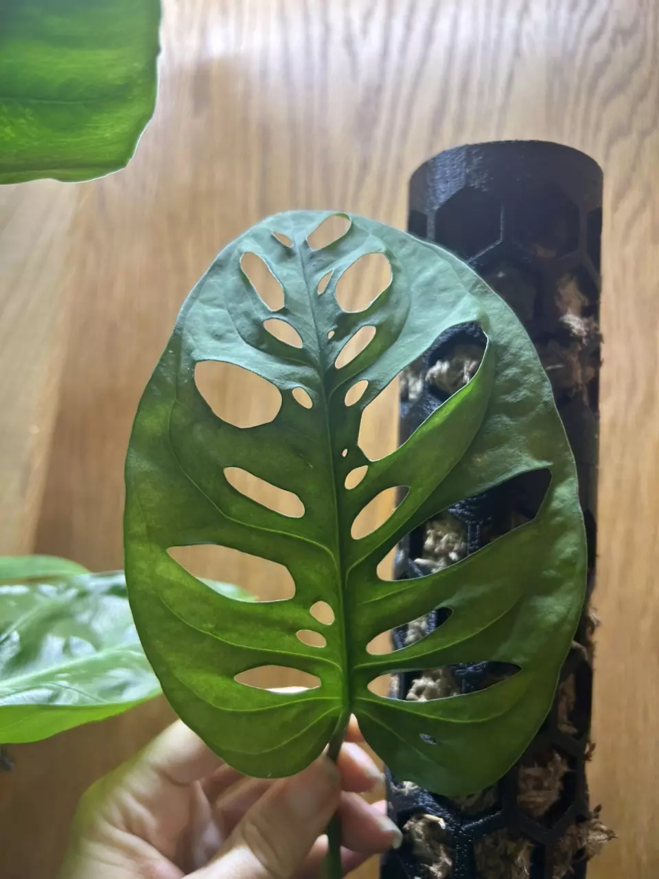 plant/Monstera obliqua pachicutza-0