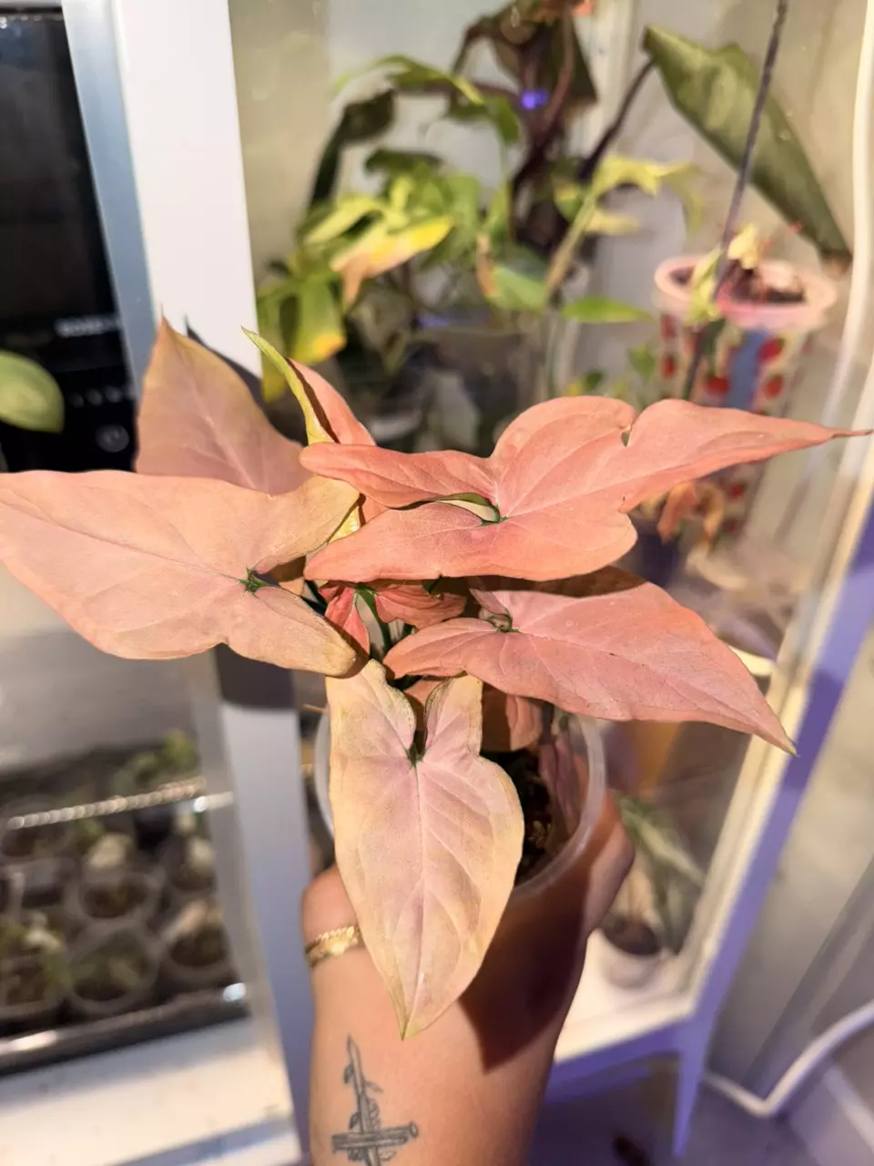 plant/Pink Syngonium-0