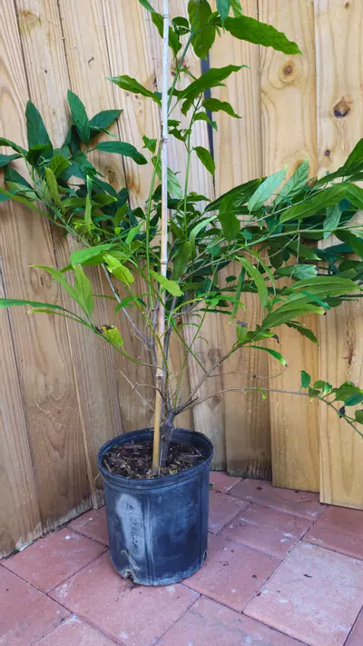 plant/Clerodendrum Smitinandii 3ft- Smithianium - Lightbulb - Winter Glory - Starburst-5-thumbnail