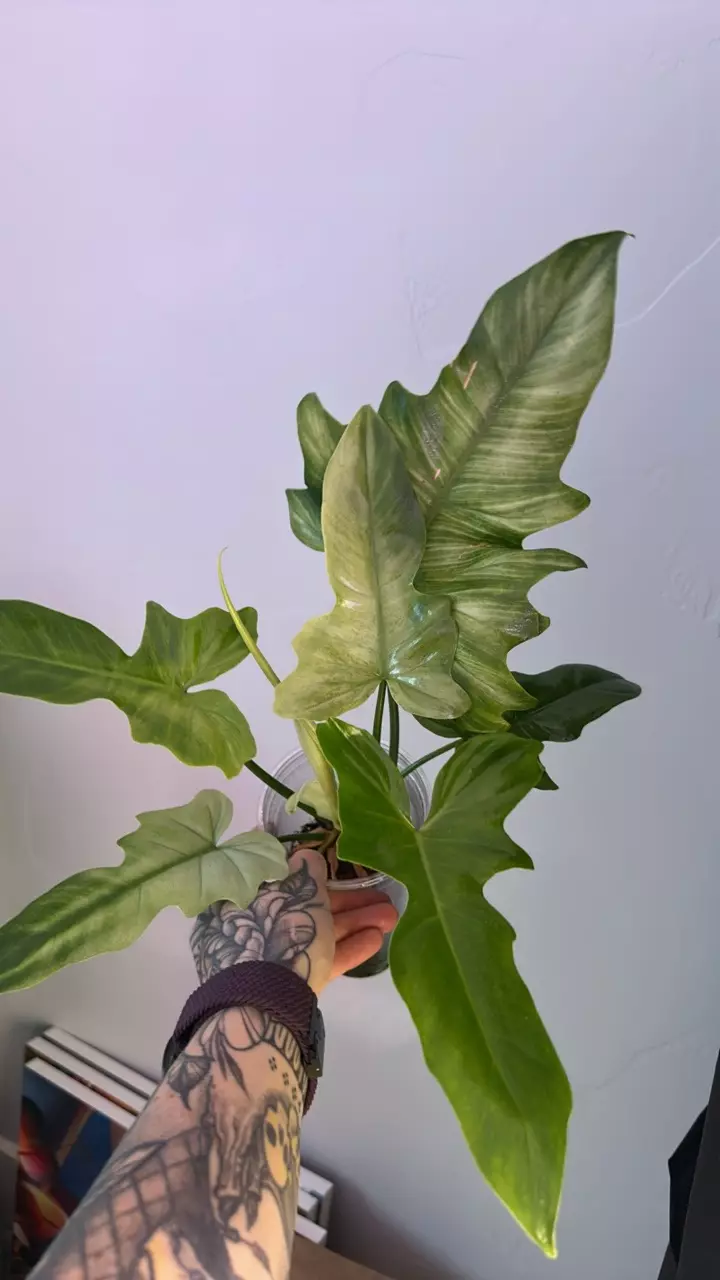 plant/Philodendron Golden Dragon Mint-1