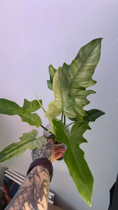 plant/Philodendron Golden Dragon Mint-1-thumbnail