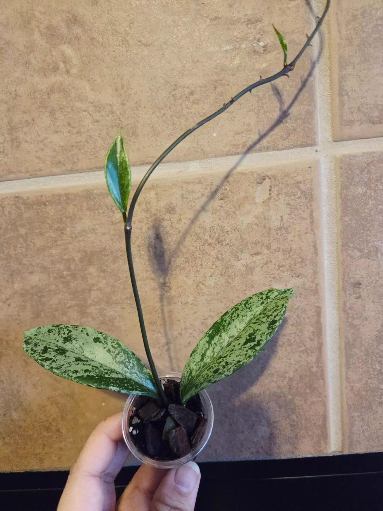 plant/Hoya Pink silver ghost publicalyx Rooted-0