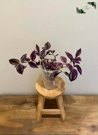 plant/Tradescantia ‘Deep Purple’ | Rare Tradescantia Zebrina | 4” Gothic House Plant-0-thumbnail