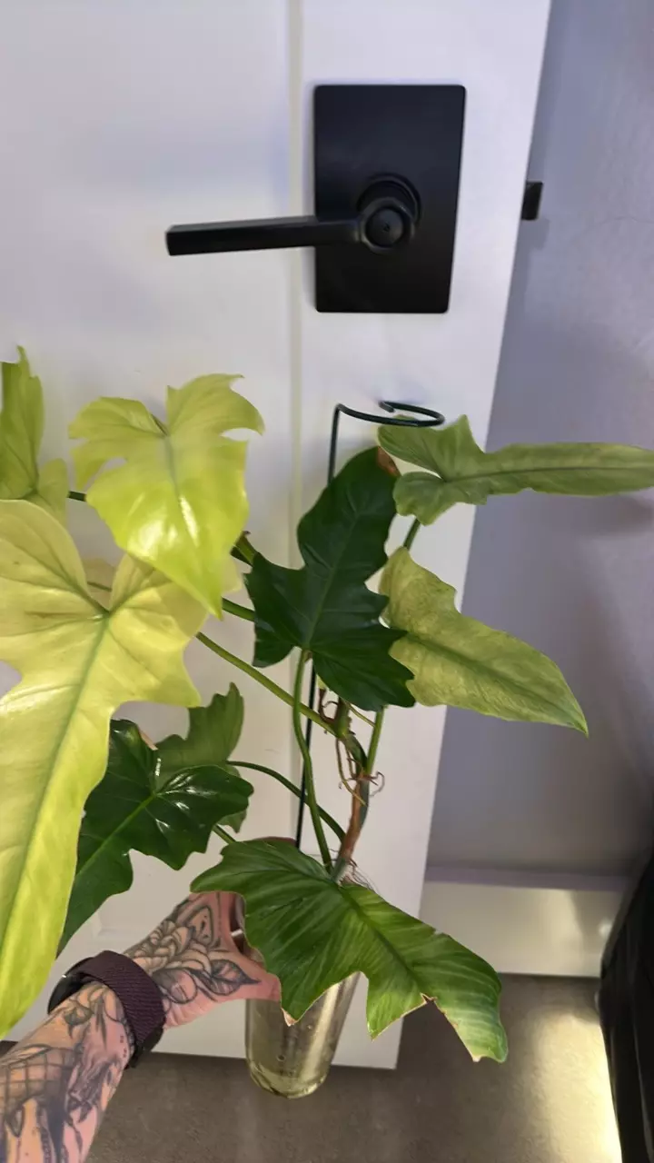plant/Philodendron Golden Dragon Mint-0