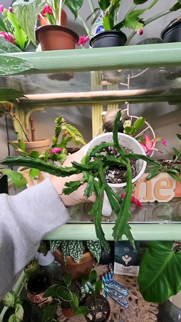 plant/Starfish cactus mug-2