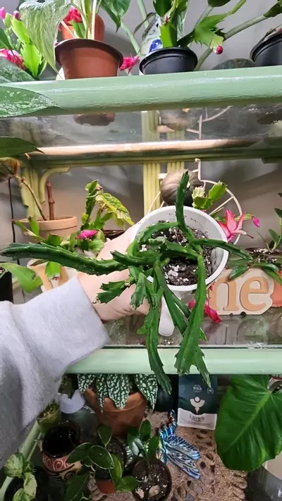 plant/Starfish cactus mug-2-thumbnail