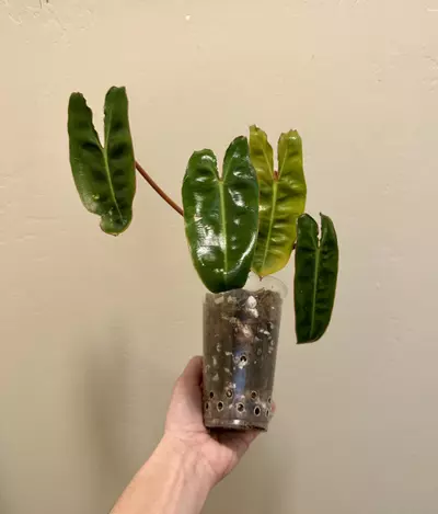 plant/Philodendron ‘Billietae’ | Strap Leaf Philodendron | 5” House Plant-1-thumbnail