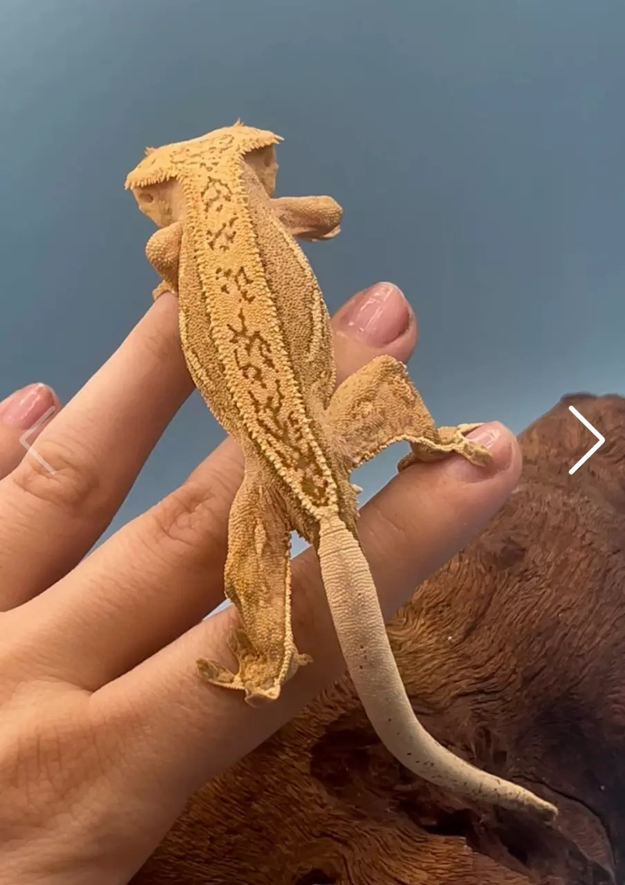 plant/Cashew - Vibrant Yellow Harlequin-1