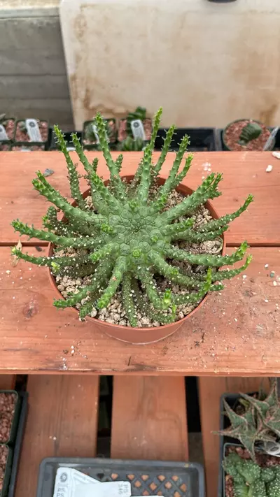 plant/Ps362 euphorbia medusa- hybrid-1-thumbnail
