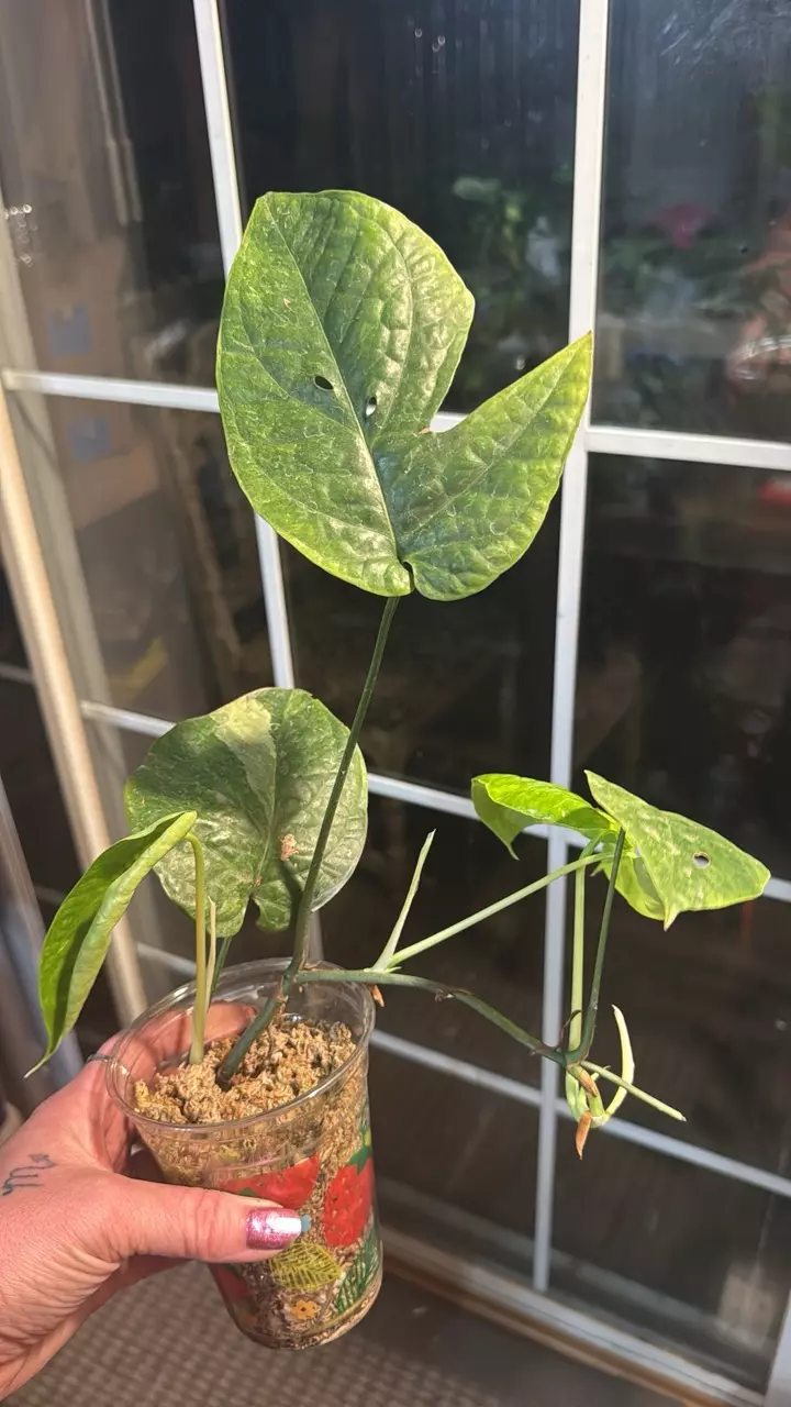 plant/Amydrium mint variegated Spider-Man plant?-0