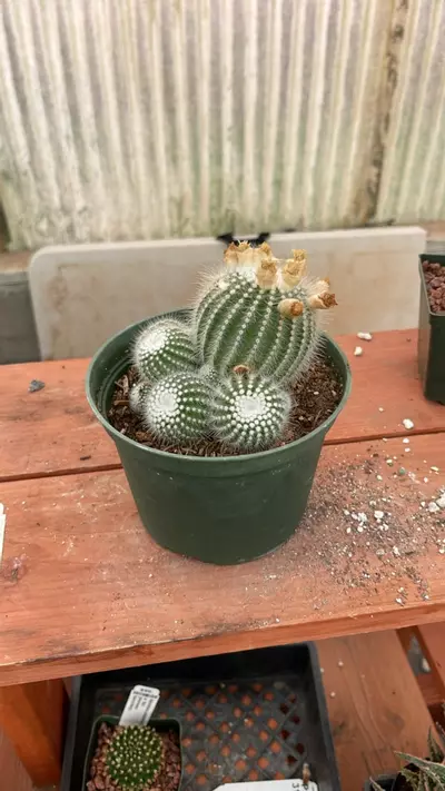 plant/Ps324 notocactus scopa-1-thumbnail