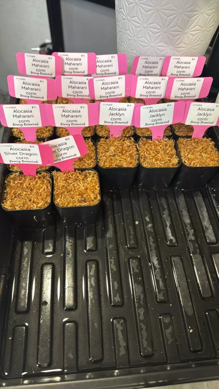 plant/LP Custom Listing-0