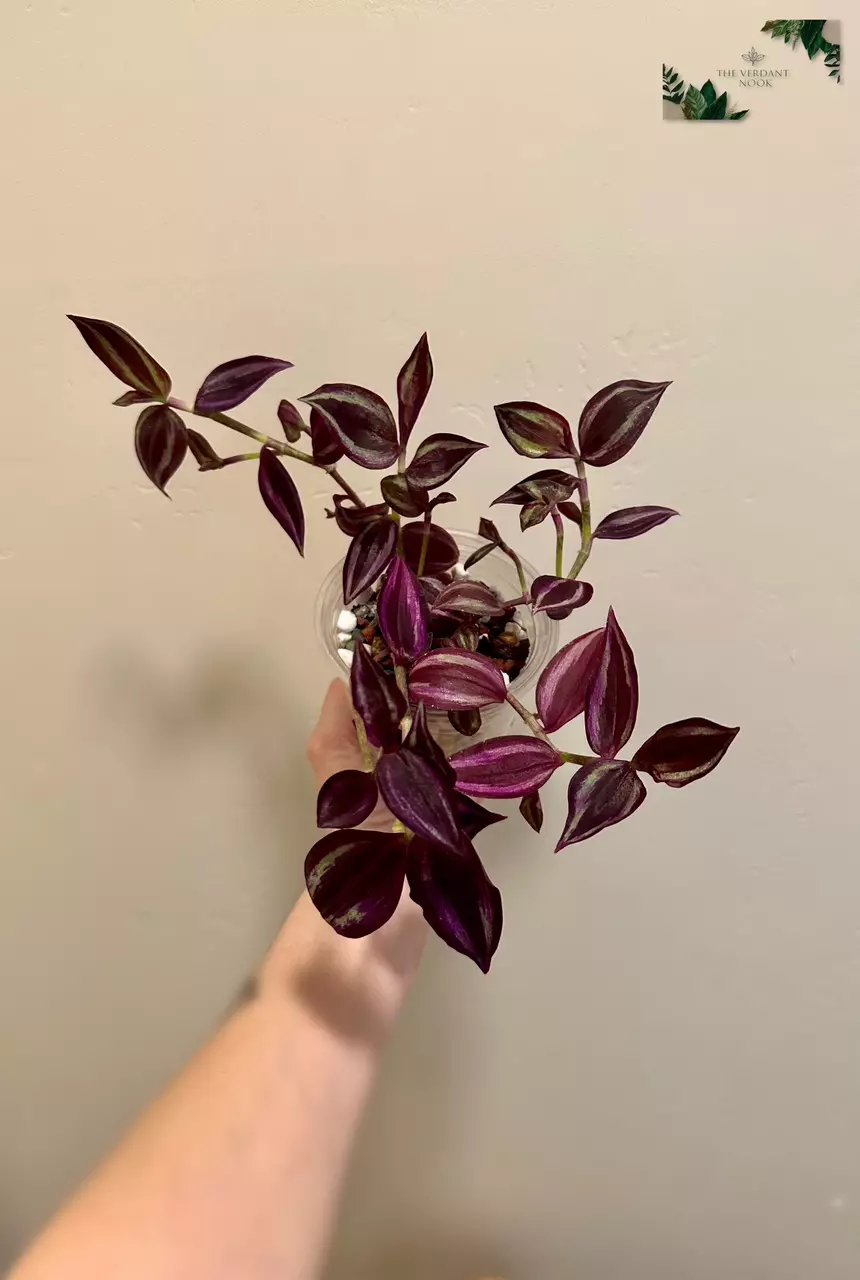 plant/Tradescantia ‘Deep Purple’ | Rare Tradescantia Zebrina | 4” Gothic House Plant-1