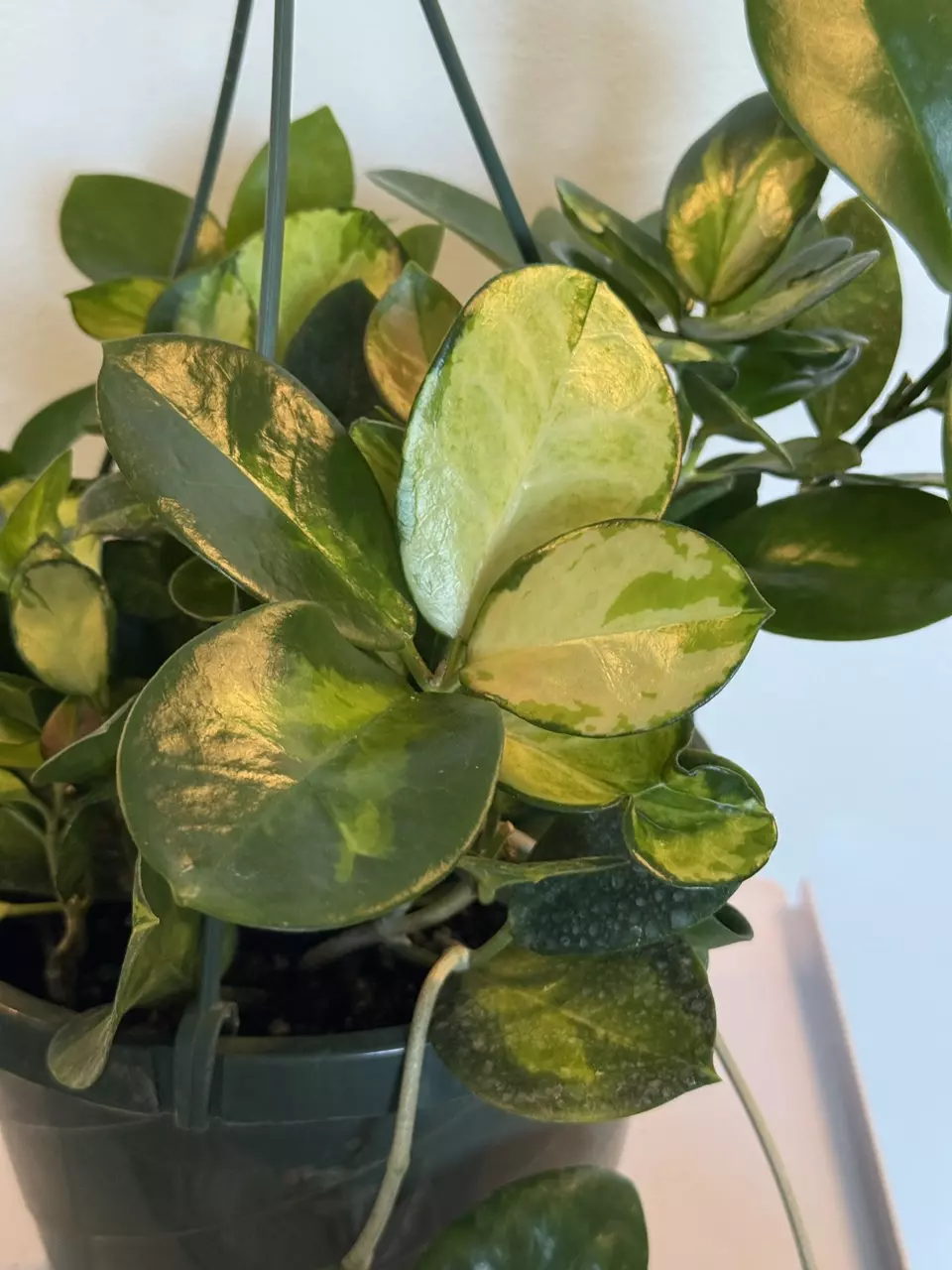 plant/8” HB Hoya Australis Lisa-1