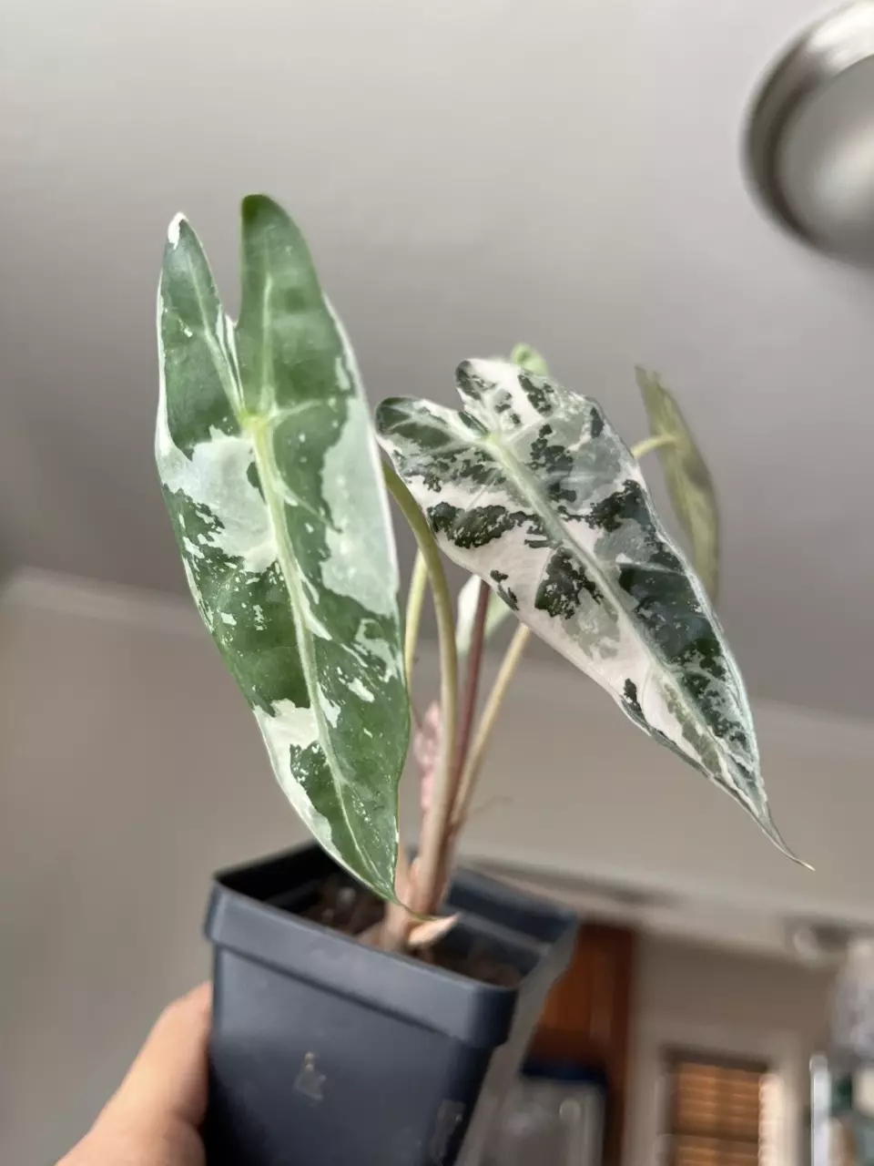 plant/Alocasia Pink Bambino-0