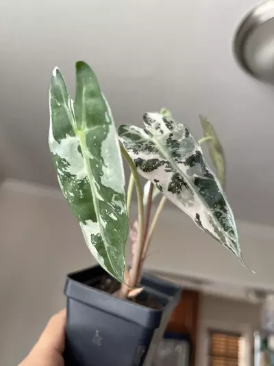 plant/Alocasia Pink Bambino-0-thumbnail