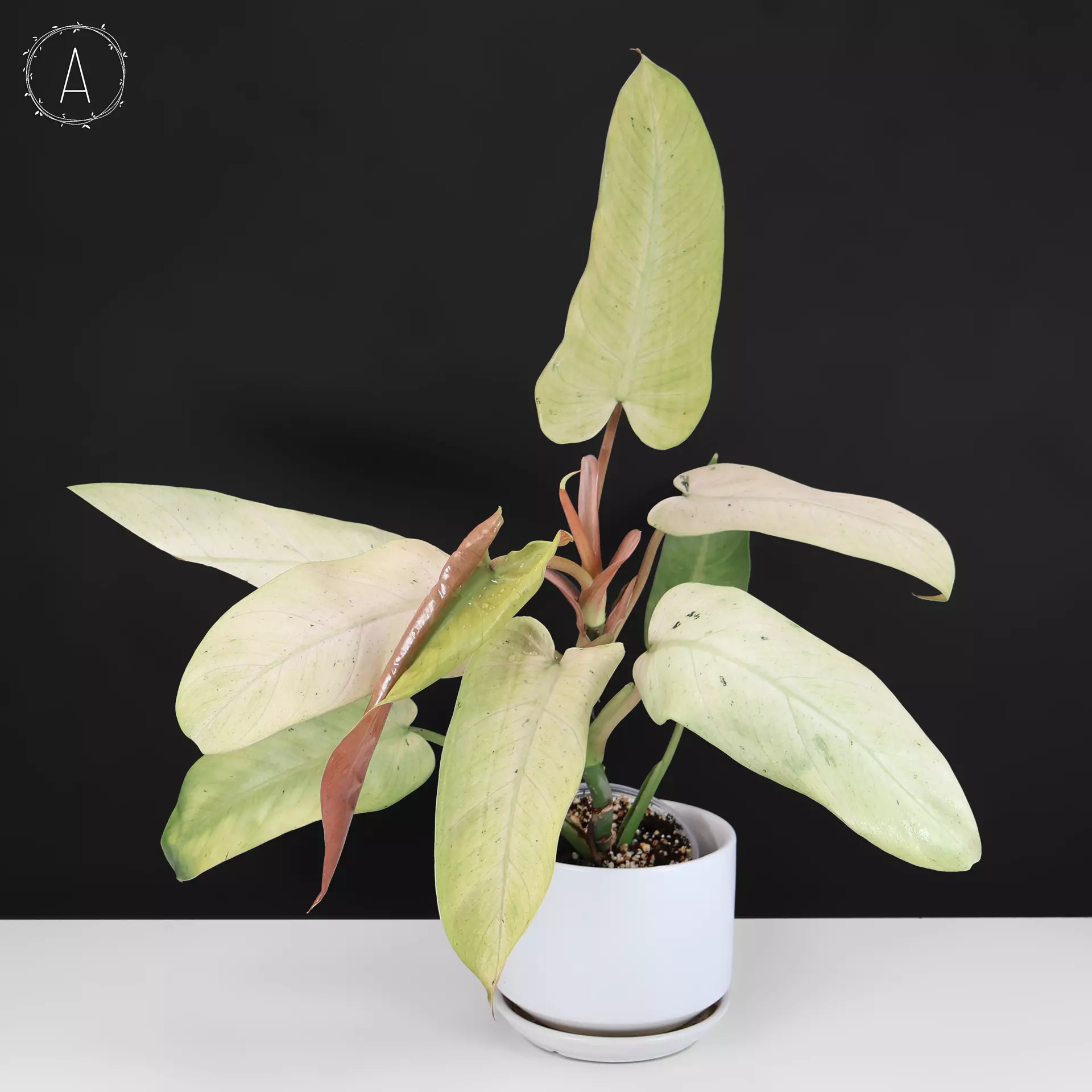 plant/Philodendron Whipple Way-0