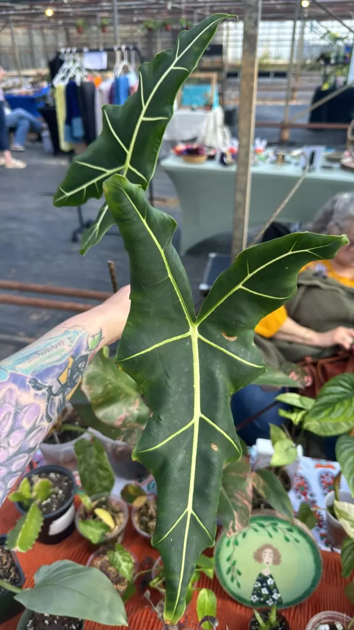 plant/Alocasia Sarian-0