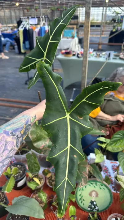 plant/Alocasia Sarian-0-thumbnail