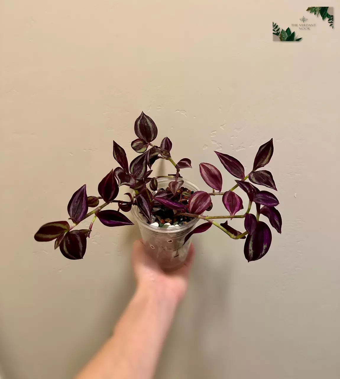 plant/Tradescantia ‘Deep Purple’ | Rare Tradescantia Zebrina | 4” Gothic House Plant-2